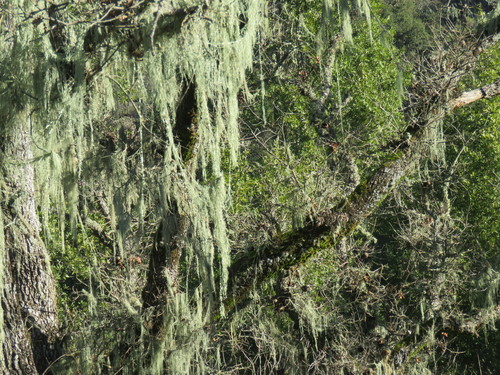 iNaturalist observation photo of lace lichen