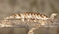 Rogadinae