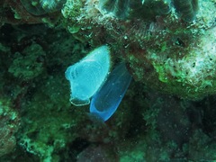 Rhopalaea