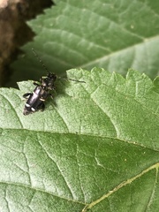 Phymatodes nitidus