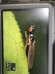Opomyzoidea