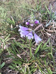 Physostegia purpurea