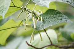 Alangium platanifolium