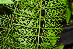 Hymenophyllales