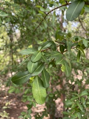 Erythroxylum brevipes