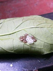 Pentatomidae