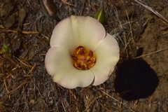 Calochortus bruneaunis