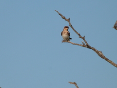 Alopochelidon fucata