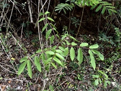 Zanthoxylum caribaeum