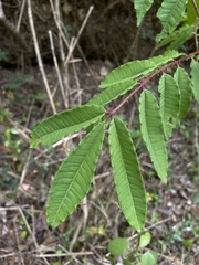 Zanthoxylum caribaeum