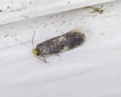 Ectoedemia similella
