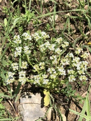 Valerianella amarella