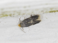 Ectoedemia similella