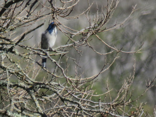 iNaturalist observation photo of California Scrub-Jay