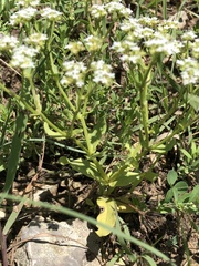 Valerianella amarella