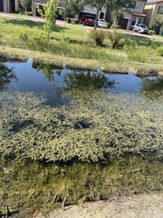 Hydrilla