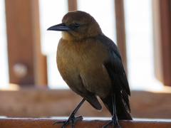 Quiscalus major
