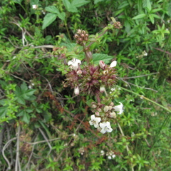 Galianthe bogotensis