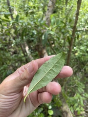 Bourreria virgata