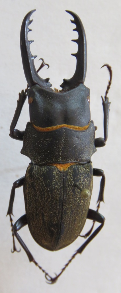 Leptinopterus fryi