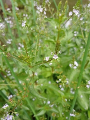 Veronica anagallis-aquatica