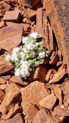 Gomphrena cunninghamii