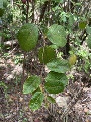 Casearia dodecandra