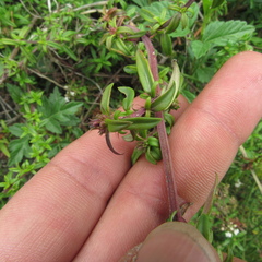 Galianthe bogotensis