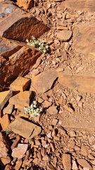 Gomphrena cunninghamii