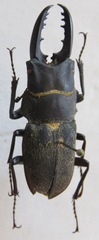 Leptinopterus fryi
