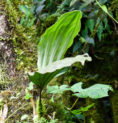 Vandoideae