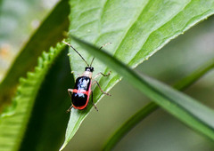 Paratriarius adonis