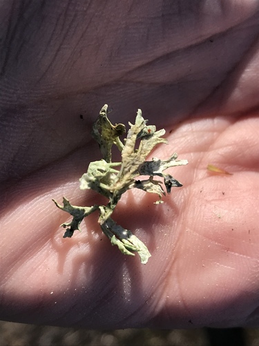 iNaturalist observation photo of Oakmoss