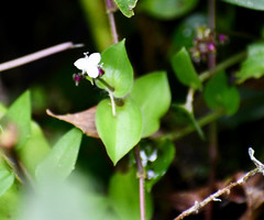 Callisia gracilis