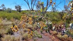 Acacia inaequilatera