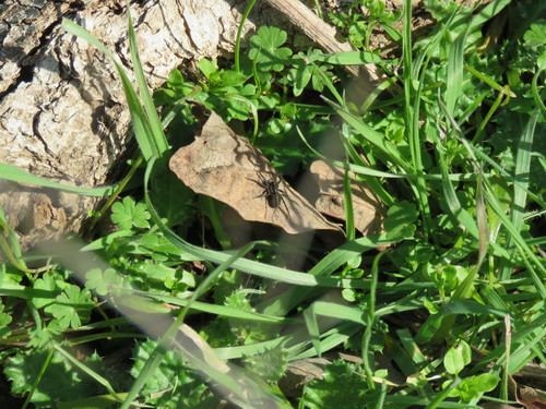 iNaturalist observation photo of Thin-legged Wolf Spiders