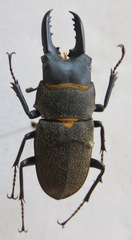 Leptinopterus fryi