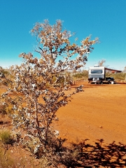 Acacia inaequilatera