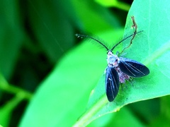 Margarodidae