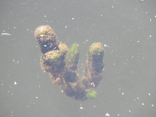 iNaturalist observation photo of Plants