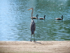 Ardea herodias