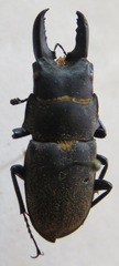Leptinopterus fryi