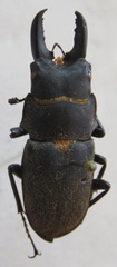 Leptinopterus fryi