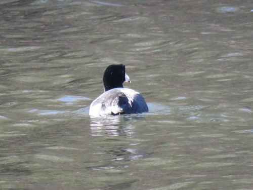 iNaturalist observation photo of American Coot
