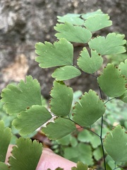 Adiantum tenerum