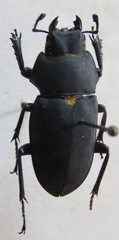 Leptinopterus fryi