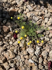 Oncosiphon pilulifer