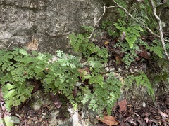 Adiantum tenerum