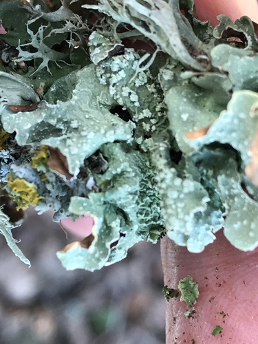 iNaturalist observation photo of Speckled Greenshield