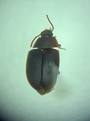 Leiodinae